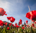 Весной в Туле расцветут 157 тысяч тюльпанов
