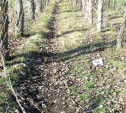 В лесопосадке рядом с Маслово в Туле нашли труп