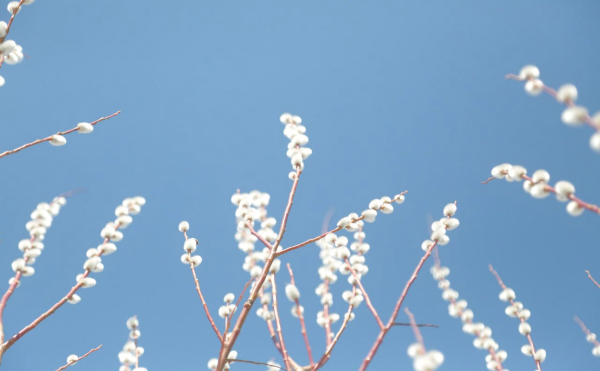 В Туле сегодня облачно и тепло