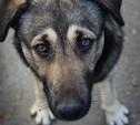 В Туле возобновили отлов бездомных животных