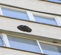 Огромный рой пчёл поселился на балконе многоэтажки в Туле