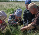 Акция «Быстрее ветра»: туляков приглашают на Куликово поле на сбор семян ковыля 