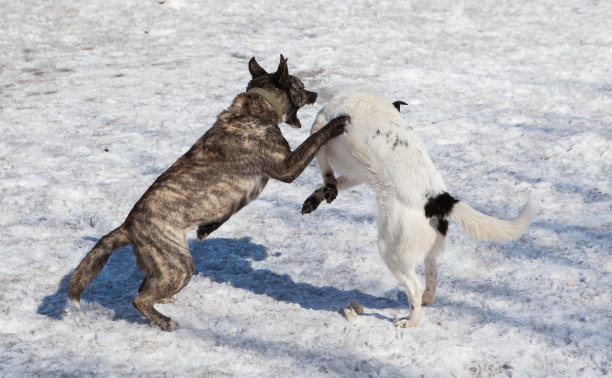В Тульской области будут отлавливать даже чипированных собак, если они агрессивны