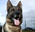 Полицейская собака помогла задержать автомобильных воров