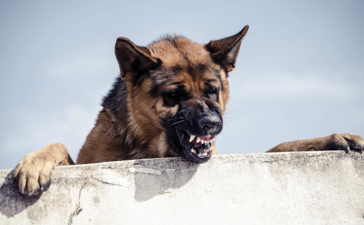 С администрации Богородицкого района взыскали 30 тысяч рублей за нападение собаки на ребенка