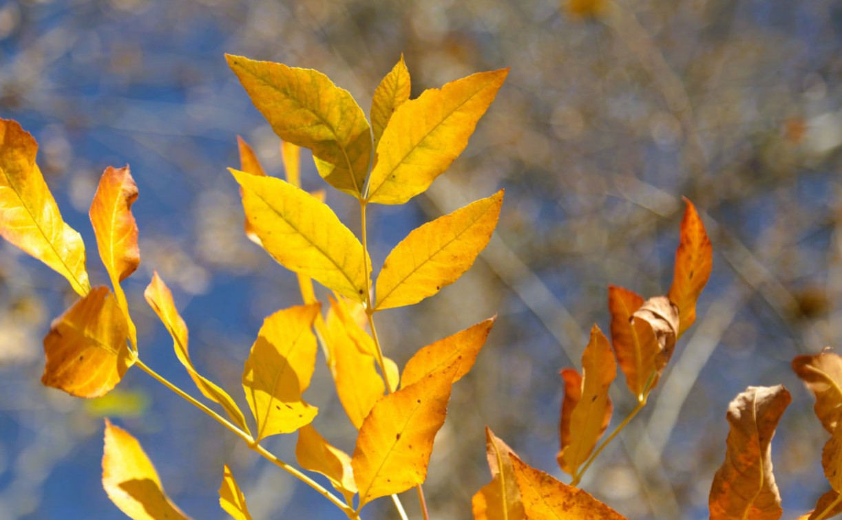Погода в Туле 7 ноября: небольшой дождь и до 11 градусов тепла