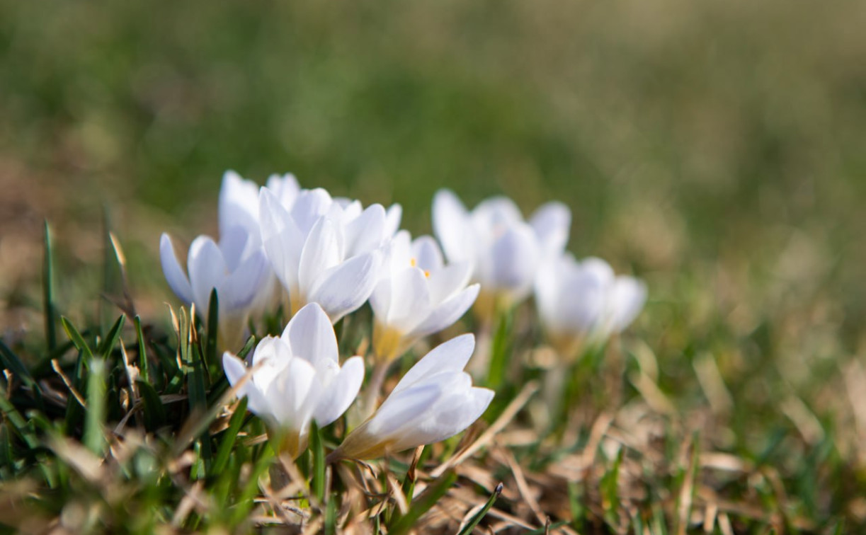 Синоптик спрогнозировала раннюю весну