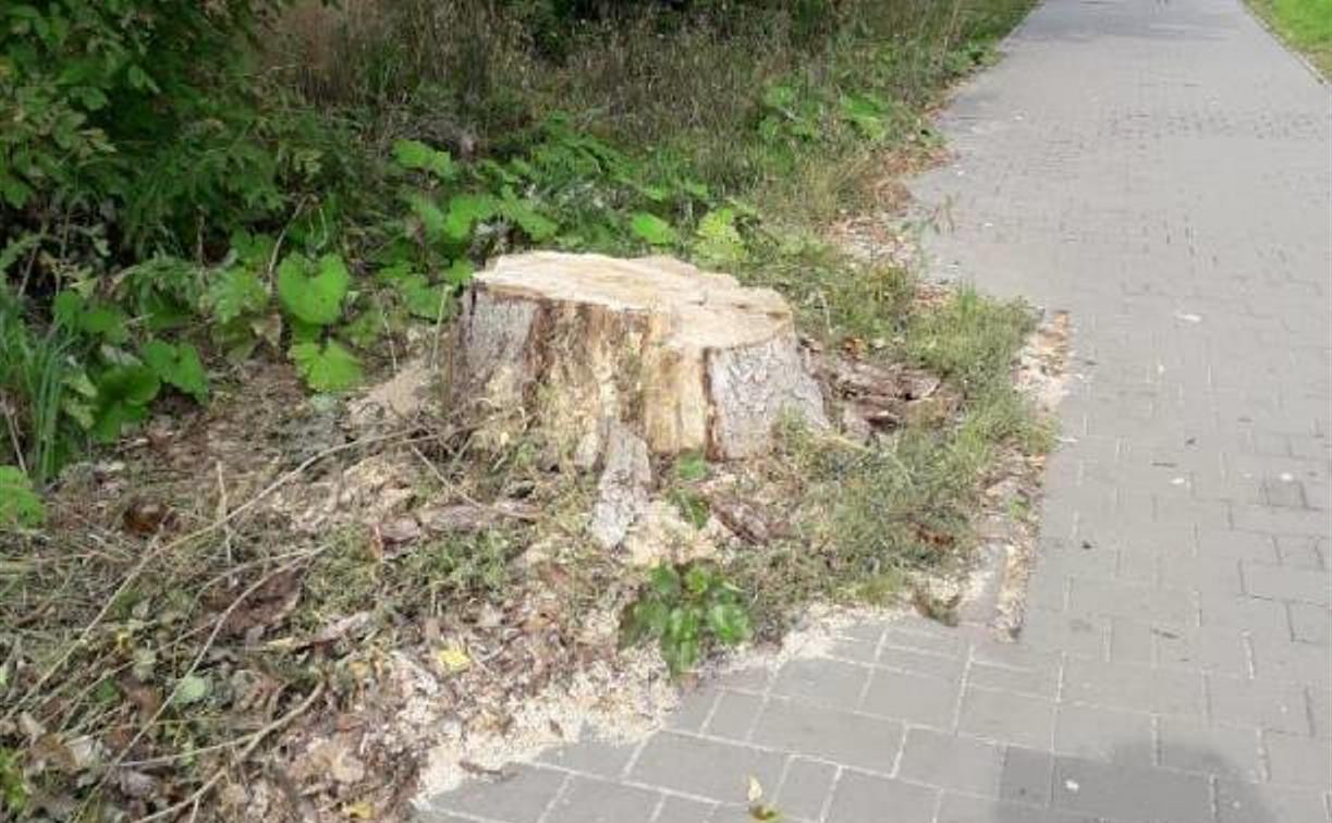 Хватит троллить: администрация удалила объявление на улице Кутузова... вместе с деревом 