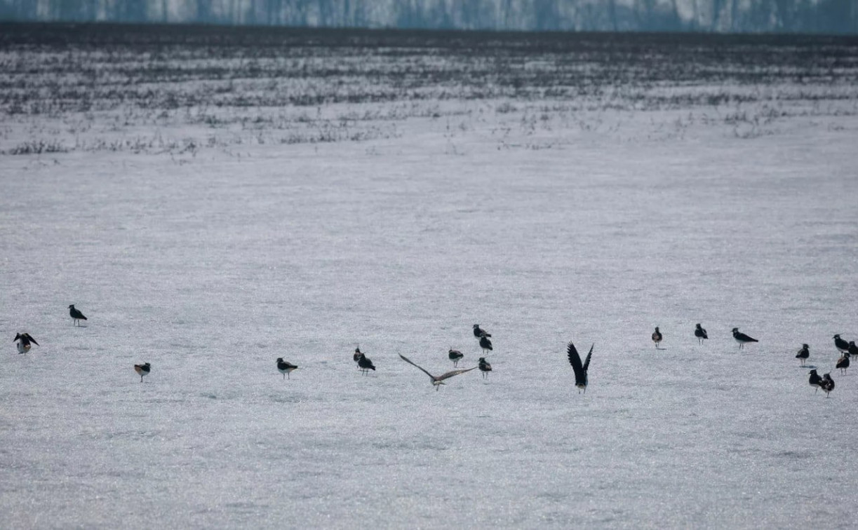 После зимовки на Куликово поле вернулись кулики 