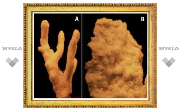 Скелеты кораллов оказались защитой от ультрафиолета