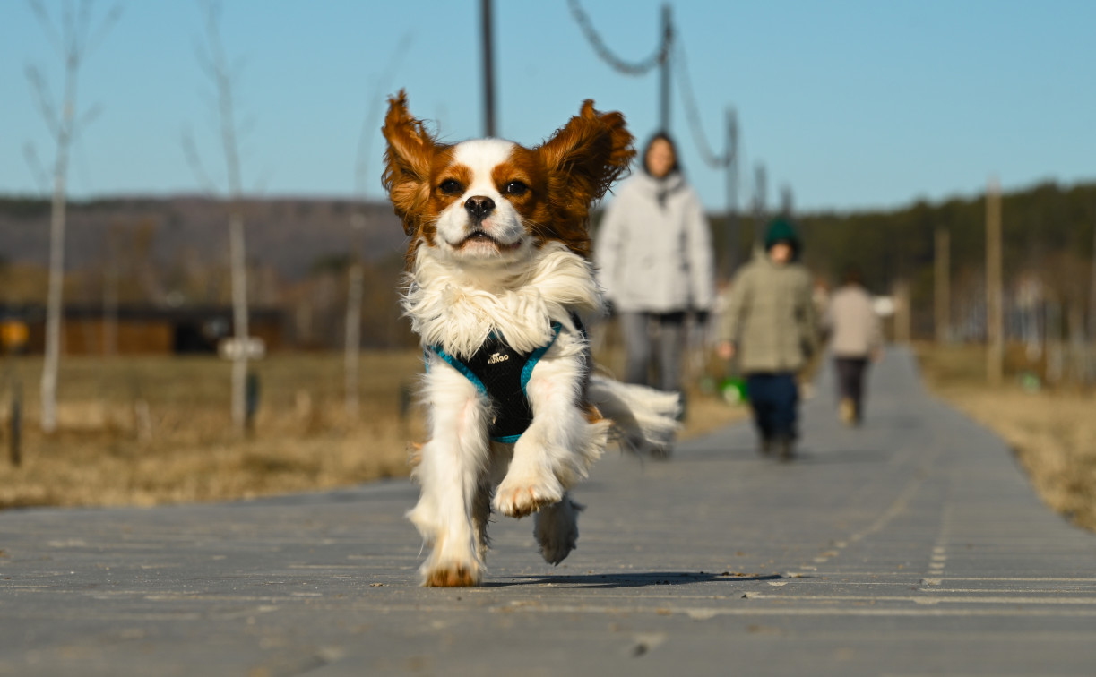 Шесть тульских отелей прошли сертификацию по стандарту Pet-friendly