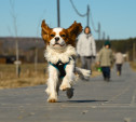 Шесть тульских отелей прошли сертификацию по стандарту Pet-friendly