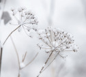 Погода в Туле 10 декабря: мокрый снег и до +2 градусов