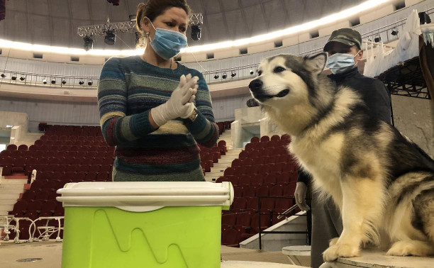 В Тульском цирке собак, львов и волка проверили на коронавирус: видео