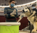 В Тульском цирке собак, львов и волка проверили на коронавирус: видео