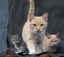 Подвалы многоквартирных домов откроют для кошек