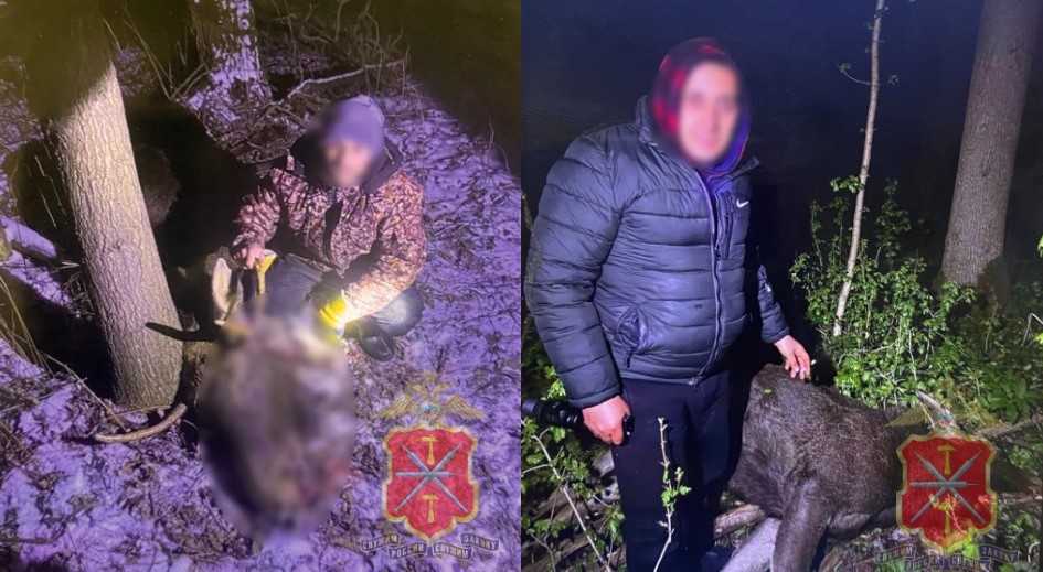 Браконьеры застрелили двух лосей в Тульской области: подозреваемые в незаконной охоте задержаны 