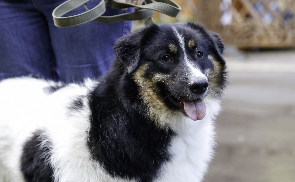 В России владельцев собак обяжут убирать за питомцами во время выгула