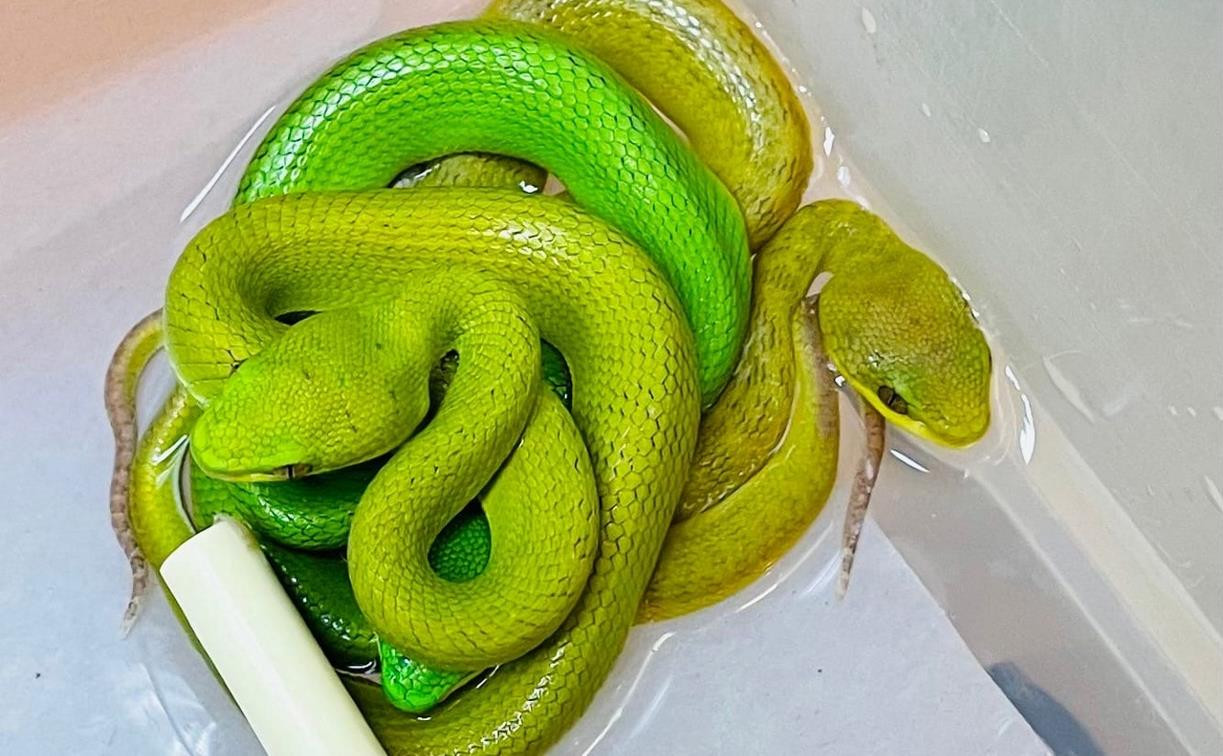 Осторожно, ядовитые змеи: в Тульском экзотариуме появилась на свет 21 островная куфия