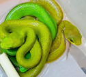 Осторожно, ядовитые змеи: в Тульском экзотариуме появилась на свет 21 островная куфия