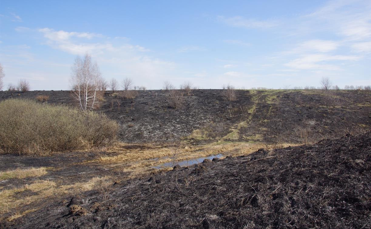 В Тульской области огонь уничтожил крупную популяцию краснокнижной сон-травы