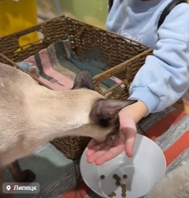 Тульских кошек привезли в Липецк под видом фейкового зоотеатра