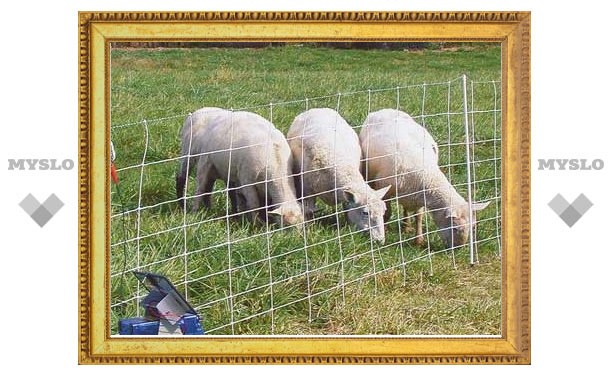 В Чернском районе пастух обокрал овчарню