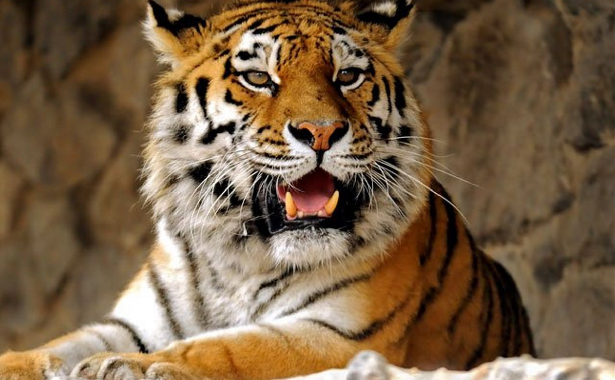 Тульский тигр Цезарь умер в зоопарке Белгорода