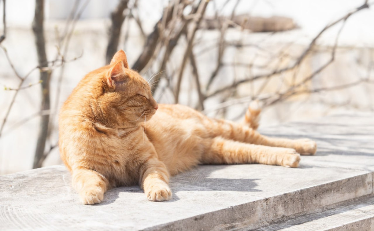 Погода в Туле 28 марта: до +12 градусов и небольшие осадки