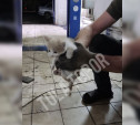 «А звать будут Ниссан Икстрейл!»: в Алексине сотрудники автосервиса спасли котенка, застрявшего под капотом