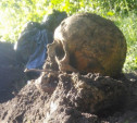 Немецкое захоронение в Тульской области: Найденные останки перевезут на сборное кладбище