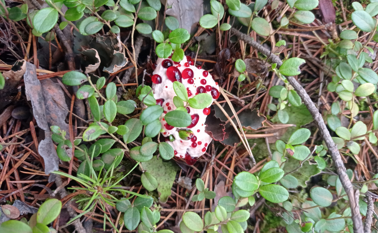 В тульском лесу нашли «зуб дьявола»