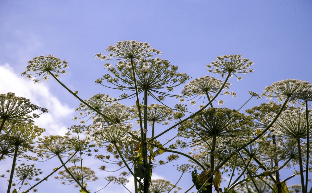 В Туле на борьбу с борщевиком потратят больше 7 млн рублей