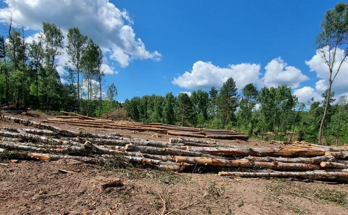 Под Алексином вырубают лес: жители обнаружили 500 поваленных деревьев