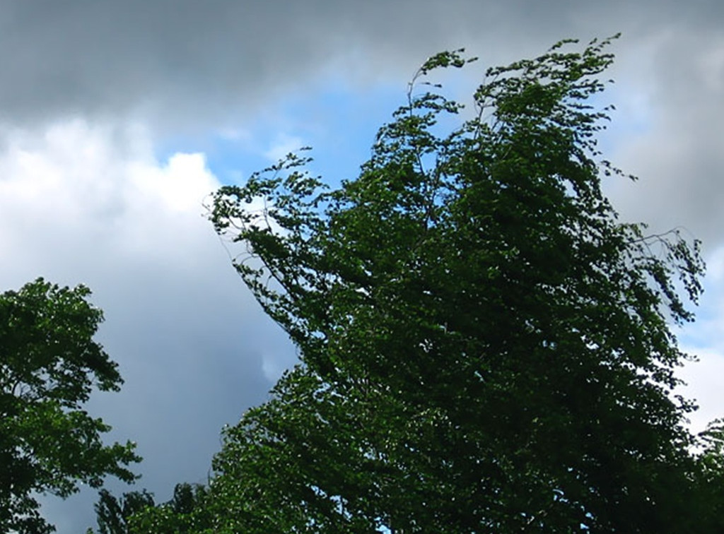 Из-за сильного ветра в Туле падают деревья