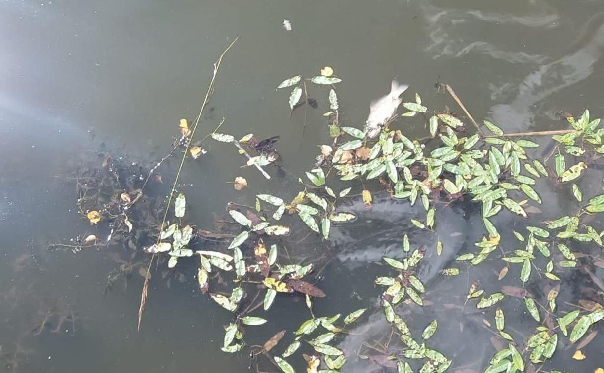Грязный пруд с мертвой рыбой: в Богородицке эксперты проводят проверку
