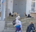 В Плеханово детей у школы встречает свора бездомных собак 