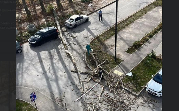 В Туле дерево упало в нескольких метрах от ребенка: видео