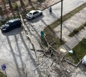 В Туле дерево упало в нескольких метрах от ребенка: видео