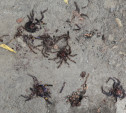 Возле тульского магазина обнаружены ядовитые пауки-птицееды