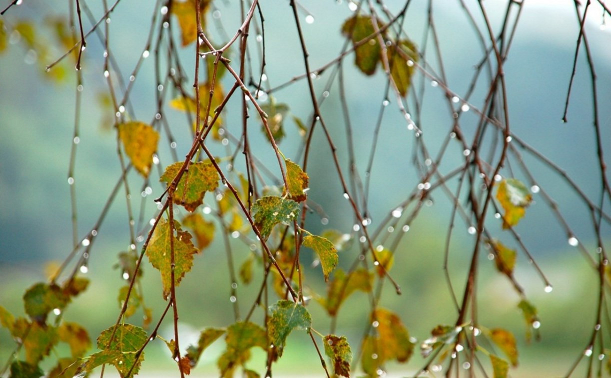 Погода в Туле 14 сентября: до +25, дождь с грозой и ветер