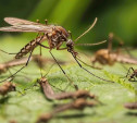 Возможен летальный исход: Роспотребнадзор рассказал тулякам, чем опасны комары