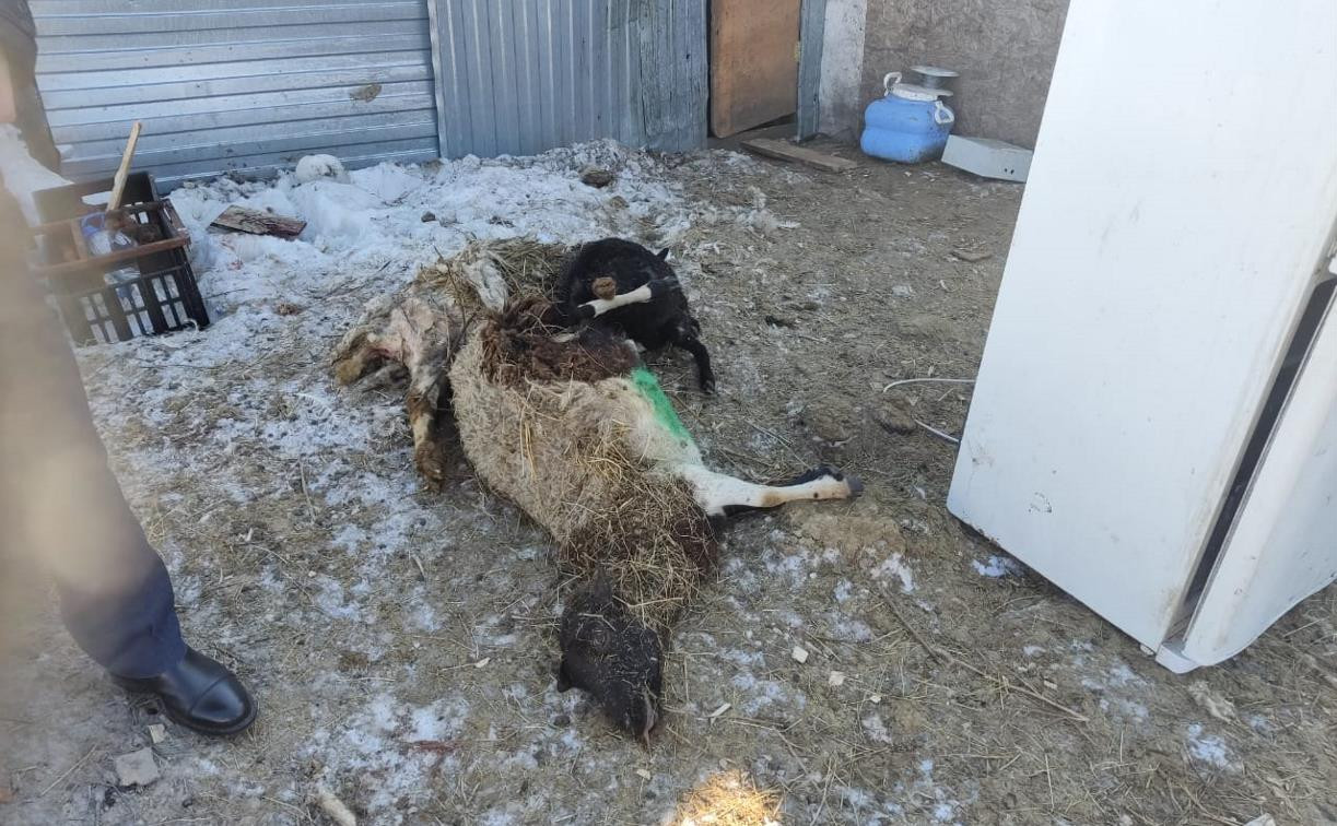 Кладбище овец под Тулой: возбуждено уголовное дело о жестоком обращении с животными