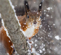 Погода в Туле 19 декабря: снег, гололедица и легкий мороз