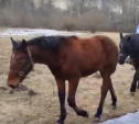 Жеребенок Кентавр из Ясной Поляны впервые вышел на зимнюю прогулку