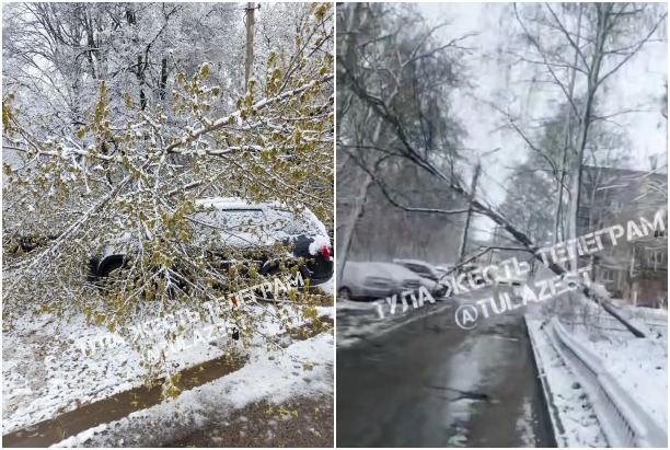 Снежный шторм с метелью валит деревья в Туле