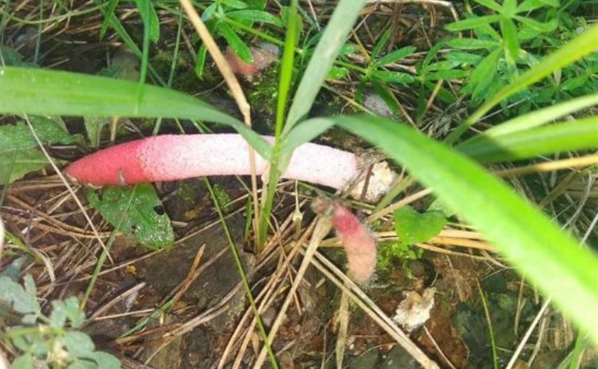 Тулячка нашла в лесу неприличный вонючий гриб