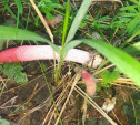Тулячка нашла в лесу неприличный вонючий гриб