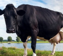 Тульских фермеров приглашают принять участие в программе «Коровы в обмен на молоко»