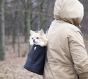 В Центральном и Рогожинском парках Тулы пройдут рейды по незаконному выгулу собак